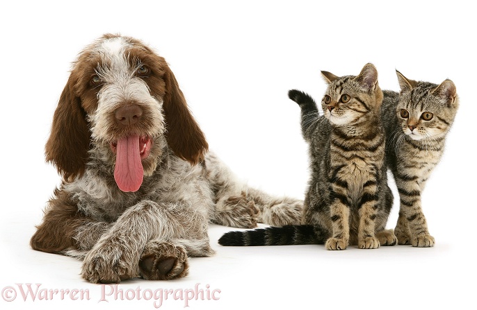 Brown Roan Spinone pup Wilson, 12 weeks old, with two tabby kittens, white background