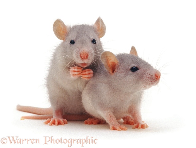 Two baby silver rats, 5 weeks old, white background