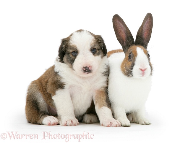 Sable-and-white Border Collie pup with fawn Dutch rabbit, white background