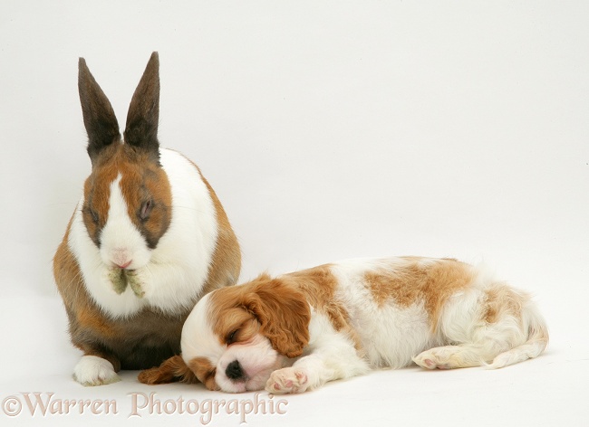 Cavalier King Charles Spaniel pup sleeping with fawn Dutch rabbit washing, white background