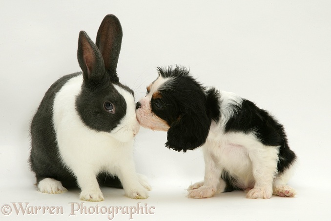 Tricolour Cavalier King Charles Spaniel pup with blue Dutch rabbit, white background