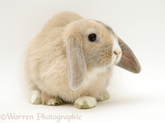 Fawn Dwarf Lop rabbit, white background