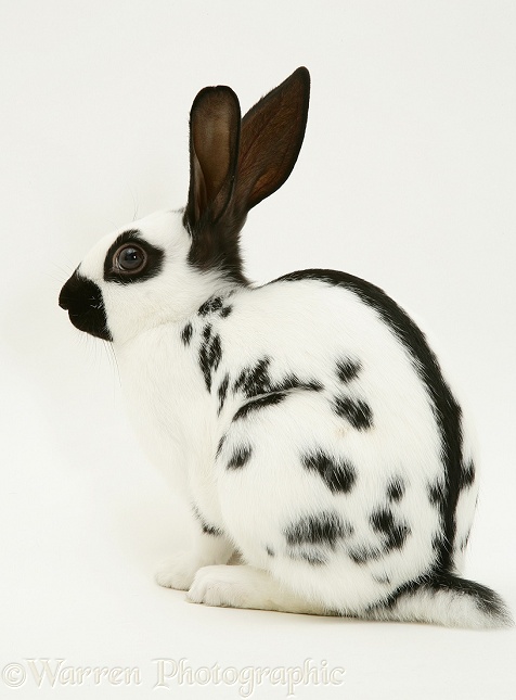 Old English Spotted rabbit, white background