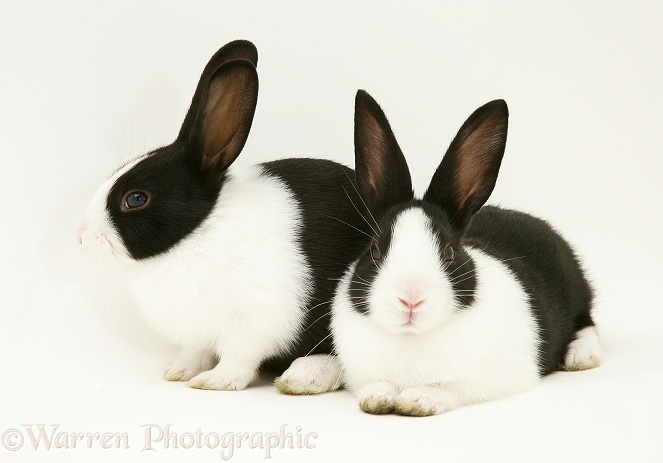 Baby black-and-white Dutch rabbits, 4 weeks old, white background