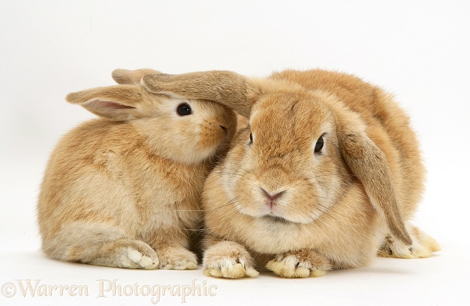 Sandy Lop doe rabbit and baby, white background
