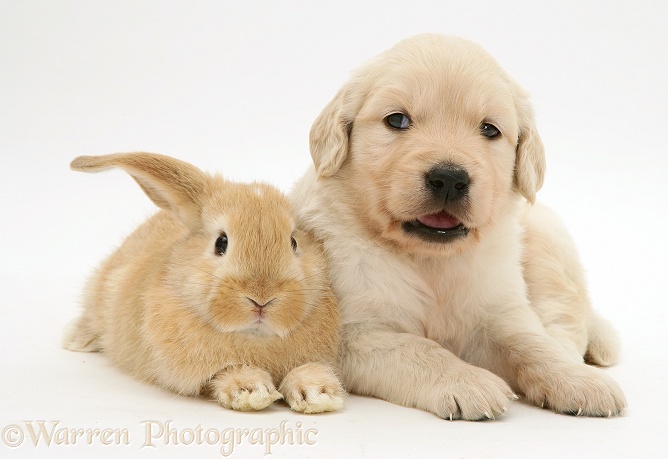 Baby sandy Lop rabbit with Golden Retriever pup, white background