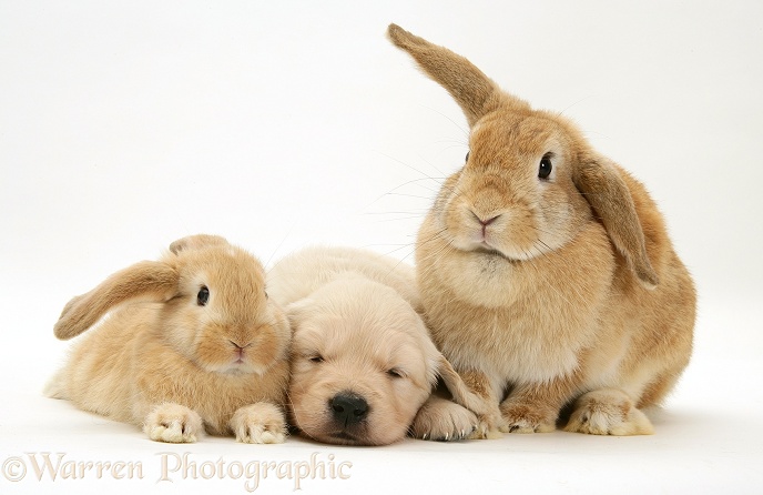 Sandy Lop doe and baby rabbit with Golden Retriever pup, white background