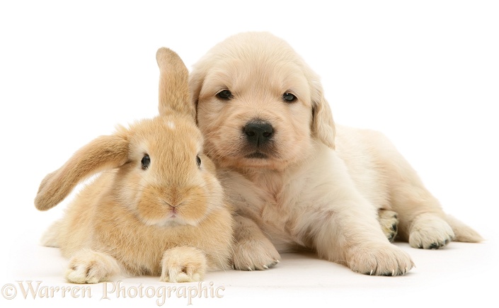 Baby sandy Lop rabbit with Golden Retriever pup, white background