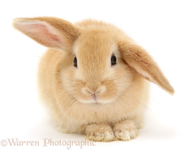 Baby Sandy Lop rabbit, white background