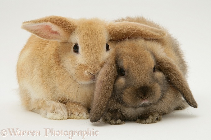 Sooty-fawn baby Lop rabbits, white background