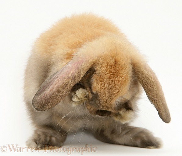 Sooty-fawn baby Lop rabbit, washing, white background