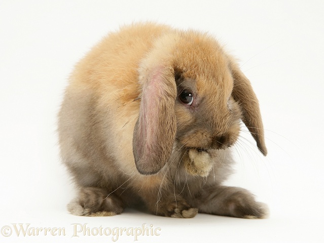 Sooty-fawn baby Lop rabbit, washing, white background