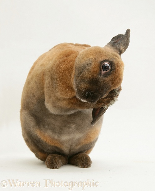 Sooty-fawn Dwarf Rex rabbit washing its ears, white background