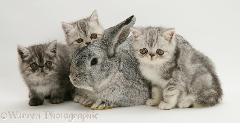 Silver Exotic kittens with silver Lop rabbit, white background