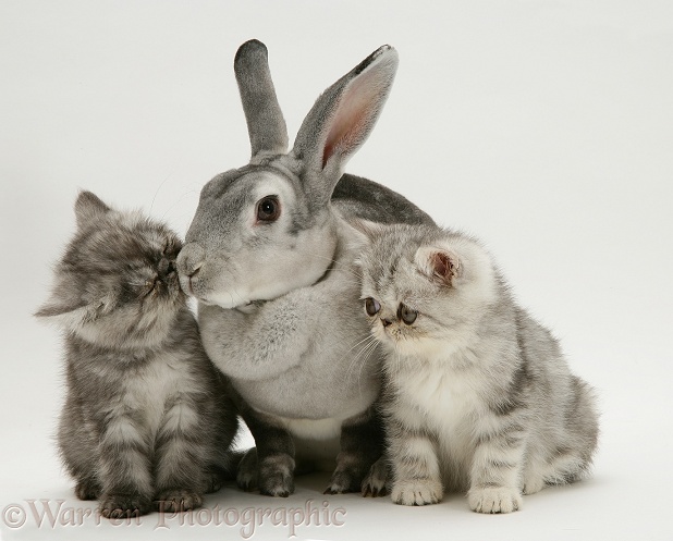 Silver Exotic kittens with silver Rex rabbit, white background