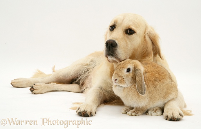 Golden Retriever bitch, Lola, with sandy Lop rabbit, white background