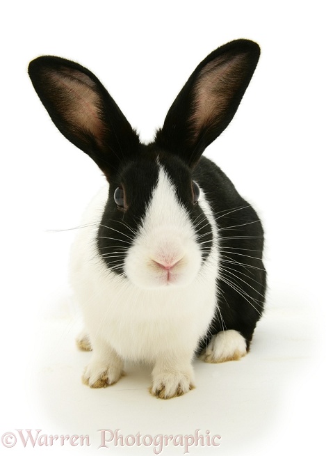 Black Dutch rabbit, white background