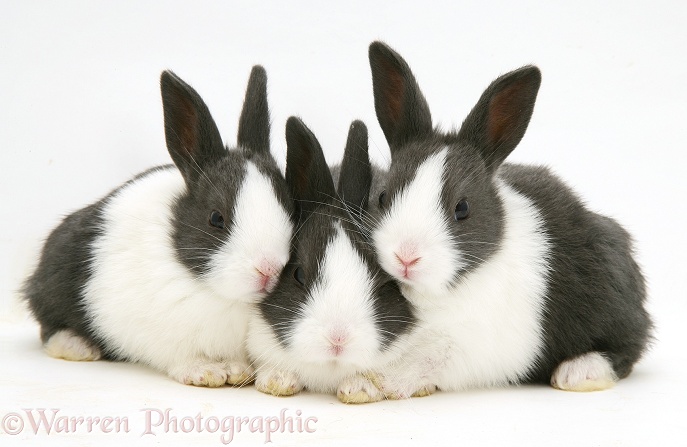 Three Baby Black Dutch rabbits, white background