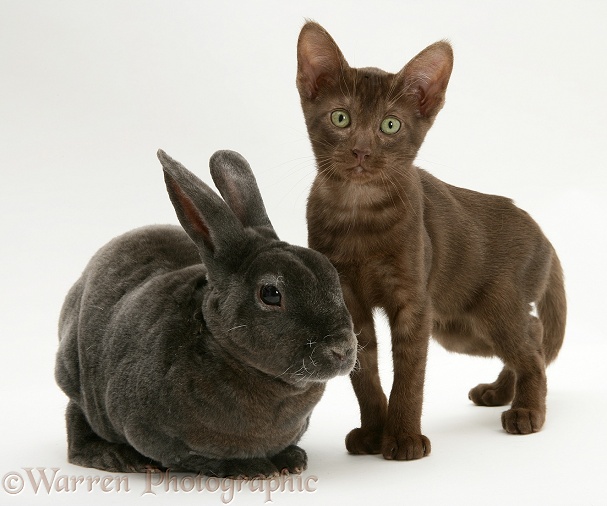 Brown Burmese-cross kitten with blue Rex rabbit, white background