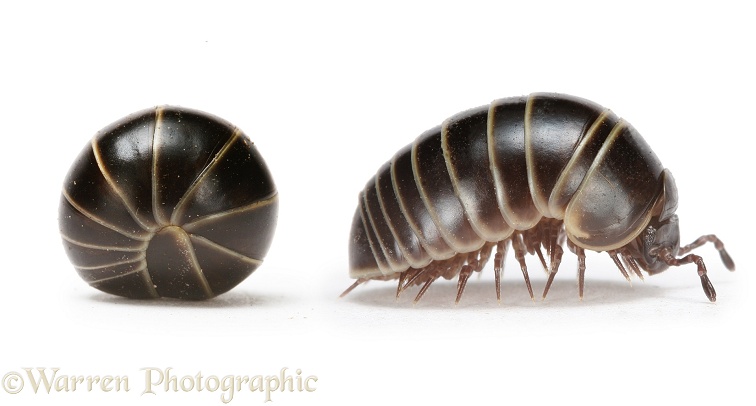 Pill Millipede (Glomeris) rolled and beginning to walk away, white background