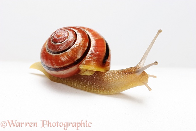 Brown-lipped Banded Snail (Cepaea nemoralis), juvenile, white background