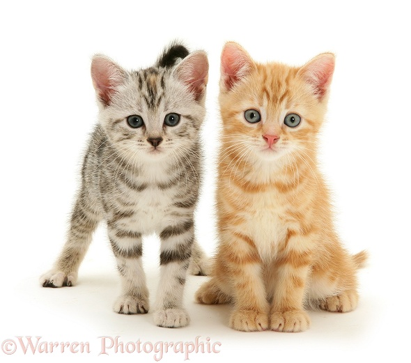 British Shorthair kittens, Benedict, ginger, and Joan, silver tabby, white background