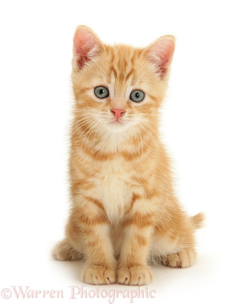 Ginger kitten Benedict, white background