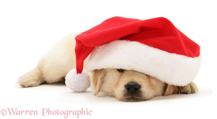 Golden Retriever pup under Father Christmas hat, white background