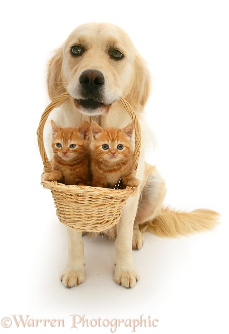 Golden Retriever bitch Lola with ginger kittens in a basket, white background