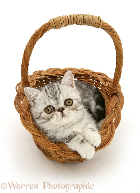 Silver tabby Exotic kitten in a wicker basket, white background