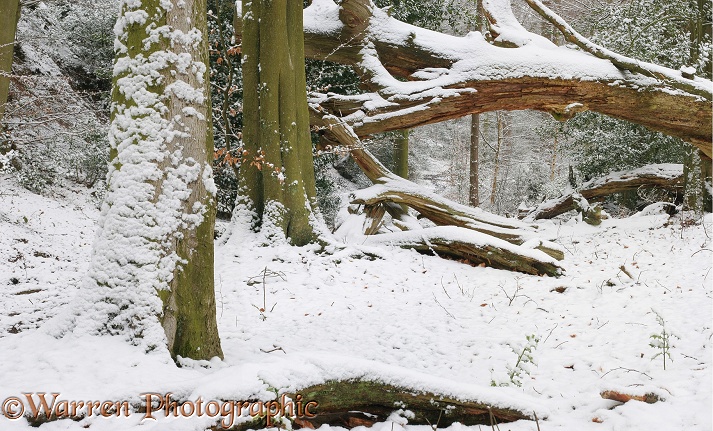 Woodland in winter.  Surrey, England
