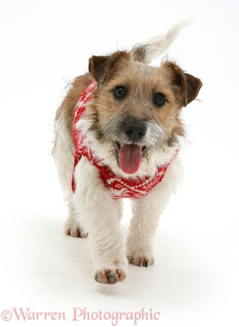 Jack Russell Terrier bitch, Buttercup, with a jersey on, walking forward, white background