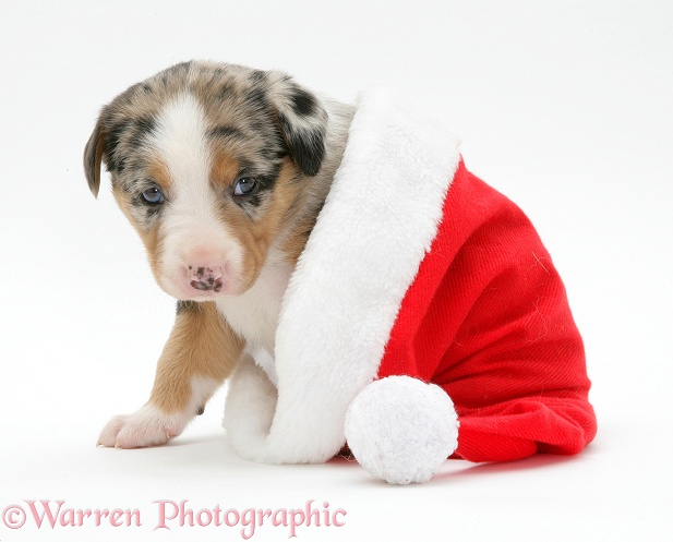 Merle Border Collie pup in a Father Christmas hat, white background