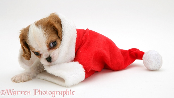 Blenheim Cavalier King Charles Spaniel pup in a Father Christmas hat, white background