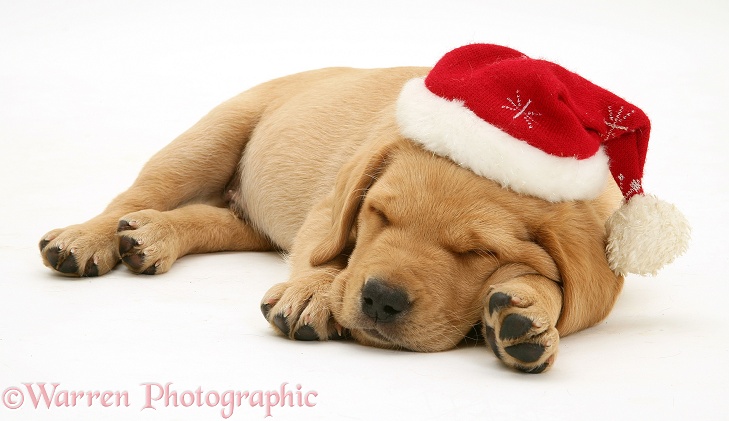 Yellow Labrador Retriever pup asleep wearing a Father Christmas hat, white background