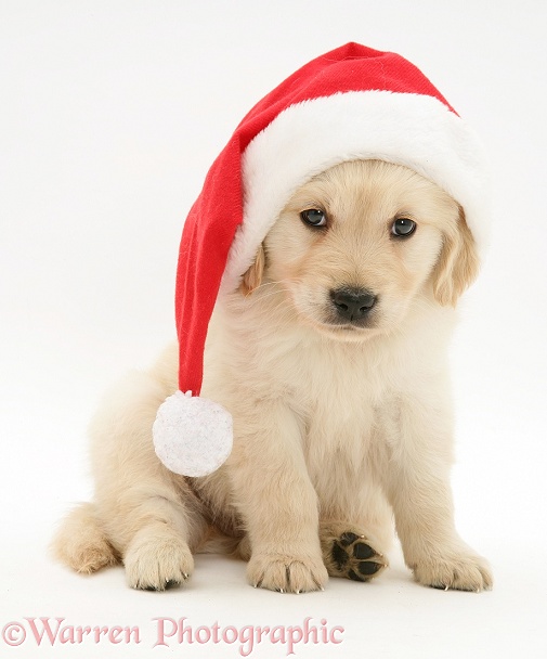 Golden Retriever pup wearing a Father Christmas hat, white background