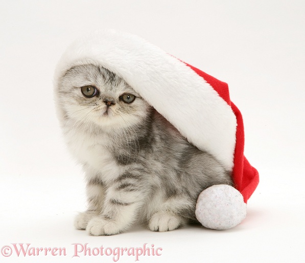Blue-silver Exotic kitten in a Santa hat, white background