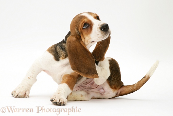 Basset pup scratching her ear, white background