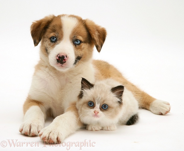 Blue-eyed red merle Border Collie, Zebedee, puppy with Birman-cross kitten, white background