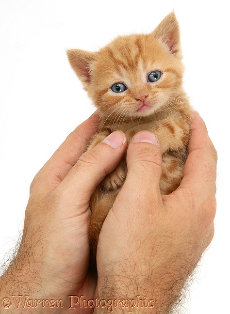 Red tabby kitten in a man's hands, white background