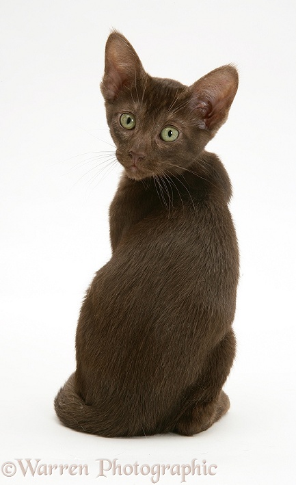 Brown Oriental-type kitten, white background