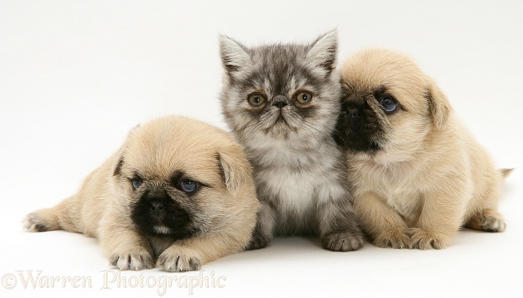 Pugzu (Pug x Shih-Tzu) pups with smoke Exotic shorthair kitten, white background