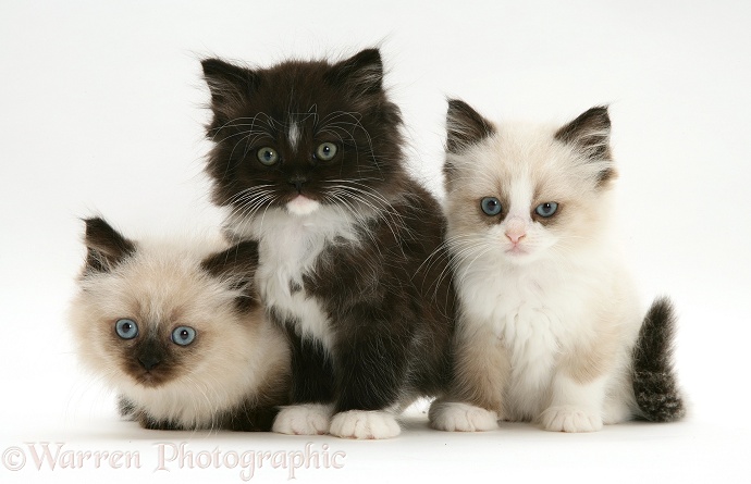 Birman-cross Persian kittens, white background