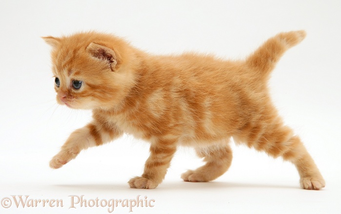 British shorthair red tabby kitten, white background