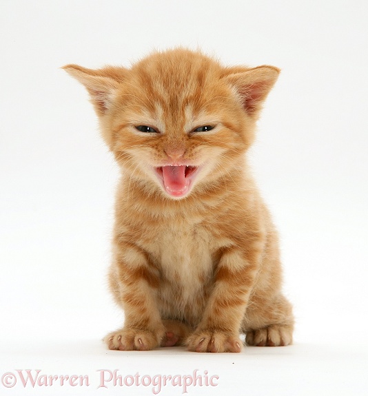short hair tabby kitten. British shorthair red tabby