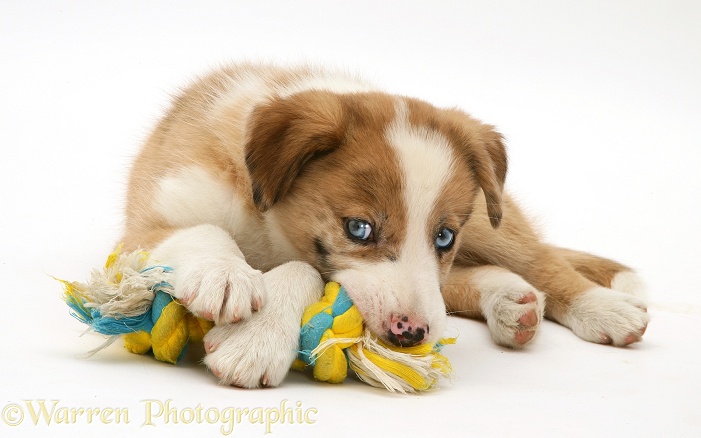 Blue-eyed red merle Border Collie puppy, Zebedee, paws over a ragger toy, white background