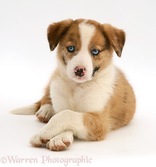 Blue-eyed red merle Border Collie puppy, Zebedee, white background