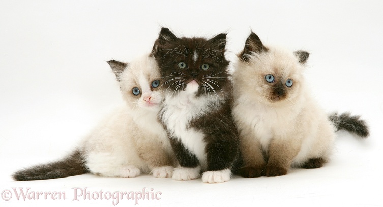 Birman x Persian kittens, white background