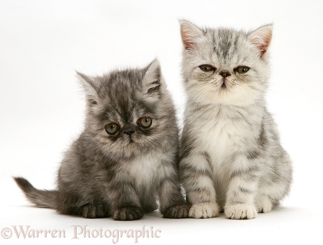 Smoke and silver Exotic shorthair kittens, white background