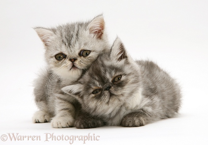 Smoke and silver Exotic shorthair kittens, white background